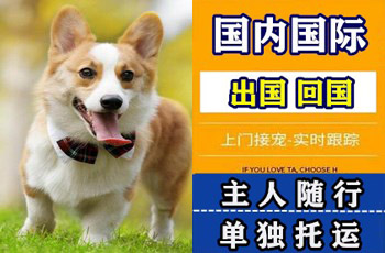 哈尔滨市宠物托运公司哈尔滨市宠物托运公司哈尔滨市宠物托运公司