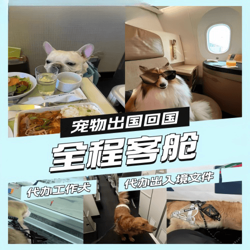 哈尔滨市宠物托运到白俄罗斯宠物入境规定和要求