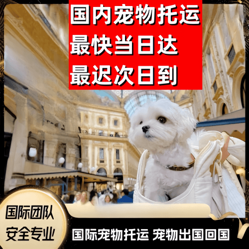 哈尔滨市到澳大利亚（澳洲）宠物入境规定和要求
